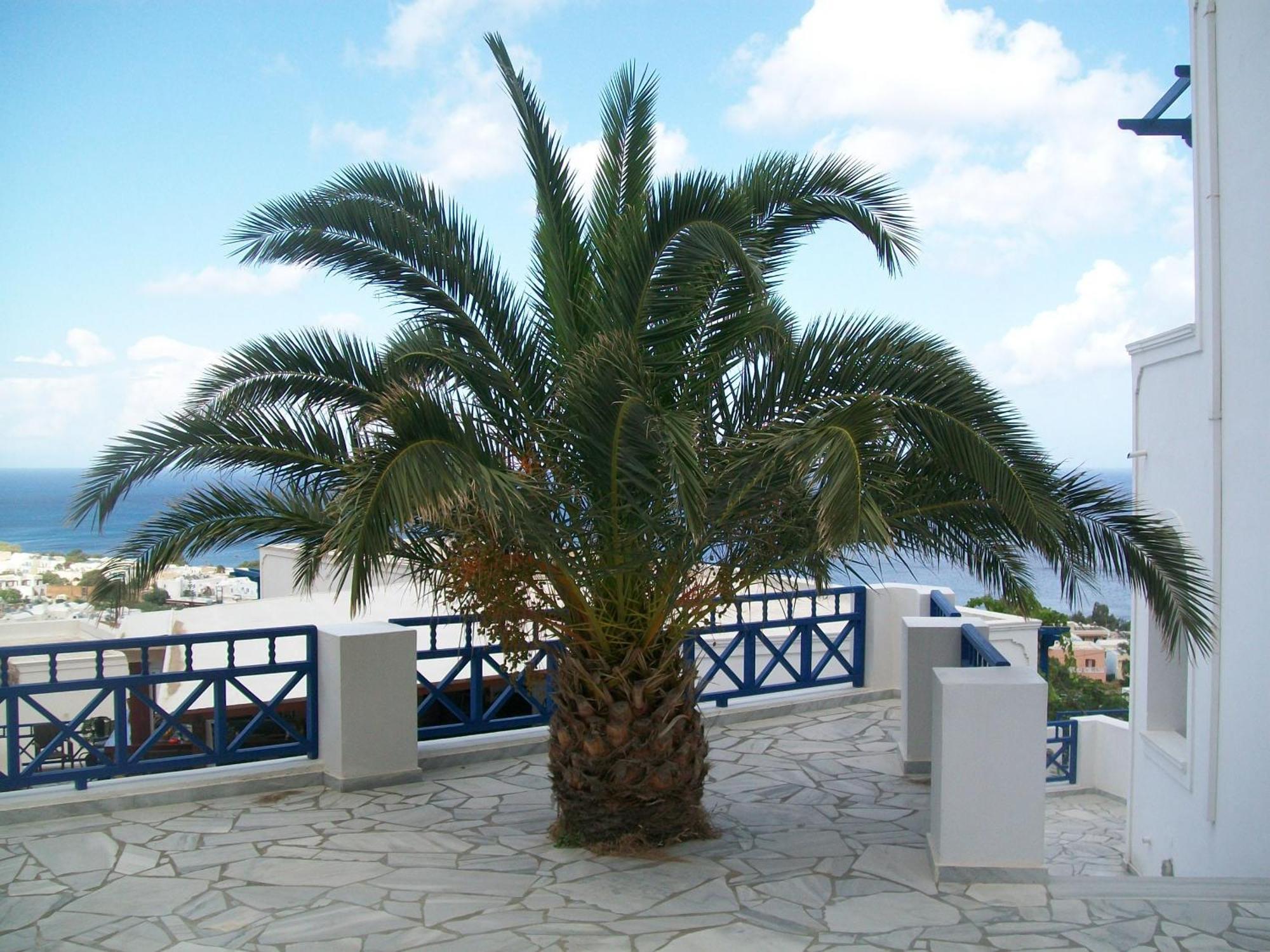 Aegean View Hotel Kamári Dış mekan fotoğraf